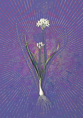 Three Cornered Leek Purple