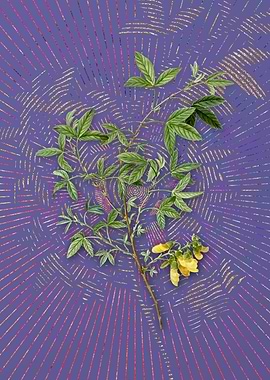 Stinking Bean Trefoil