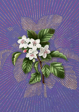 Sweet Crabapple Violet