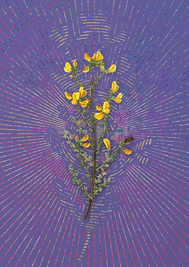 Vintage Adenocarpus 1