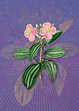 Starry Osbeckia Flower