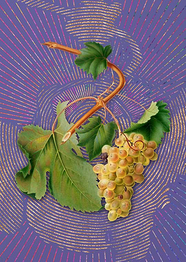 Vermentino Grapes 2 Purple