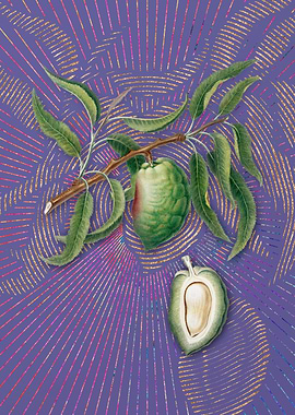 Vintage Almond 1 Flora