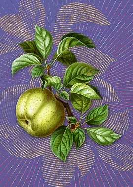 Vintage Apple 2 Fruit