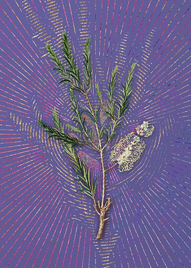 Swamp Paperbark Branch