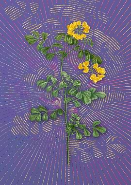 Scorpion Vetch Plant Art
