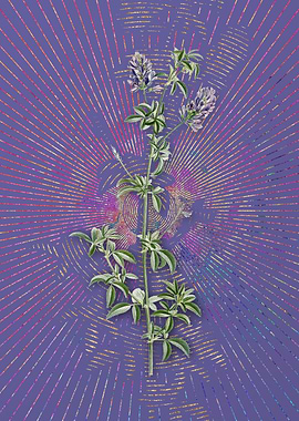 Spanish Clover Bloom Art