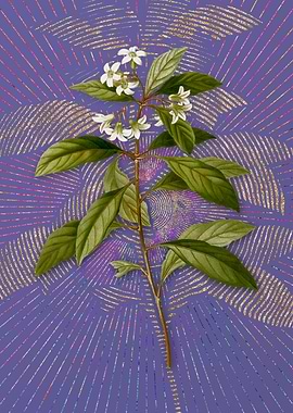 Sweet Pittosporum Branch