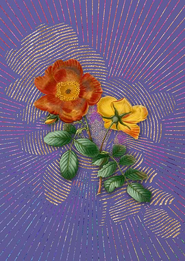 Sweetbriar Rose Violet