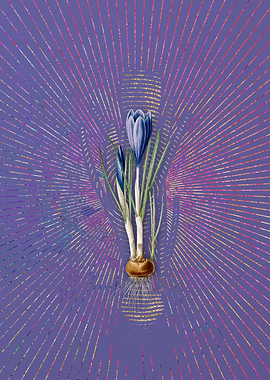 Spring Crocus 2 Violet