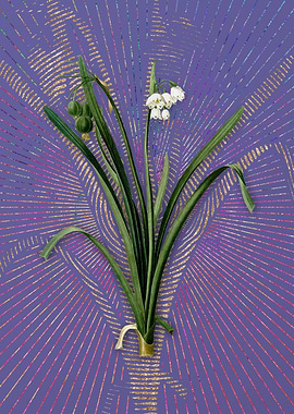 Summer Snowflake Flora