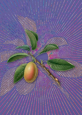 Vintage Armenian Plum