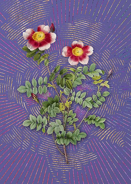 Variegated Burnet Rose