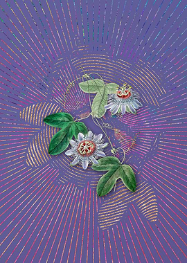 Sullivans Passion Flower