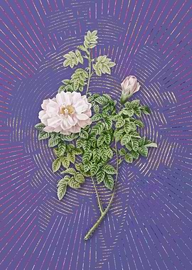 Ventenats Rose Violet