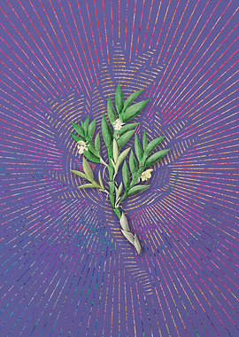 Two Edge Dendrobium Purple