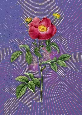 Stapelia Rose Bloom Purple