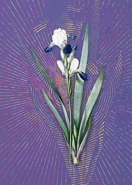 Tall Bearded Iris 2 Purple