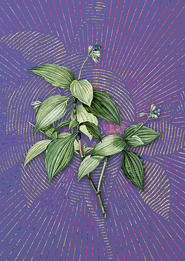 Tradescantia Erecta Purple
