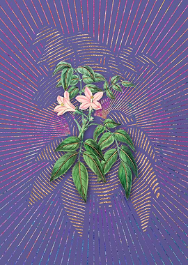 Turraea Pinnata Flower