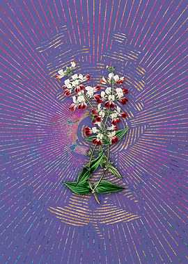 Two Color Collinsia Flower