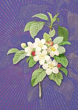 Vintage Apple Blossom