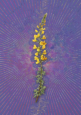 Vintage Adenocarpus 2