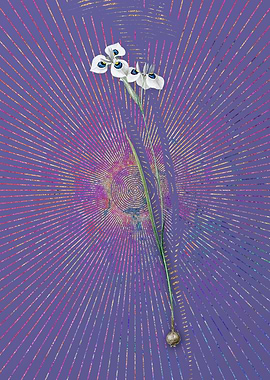 Vieusseuxia Glaucopis