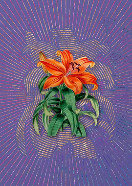 Thunbergs Orange Lily