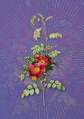 Vintage Alpine Rose 2