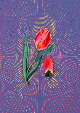 Suns Eye Tulip Violet