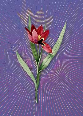 Tulipa Oculus Colis Purple