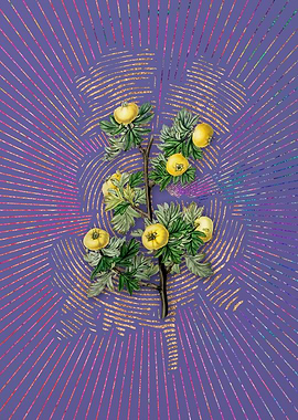 Tansy Leaf Hawthorn Flower