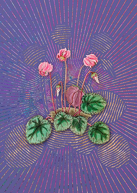 Shore Cyclamen Flower