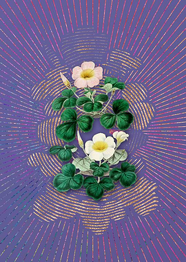 Variable Oxalis Branch