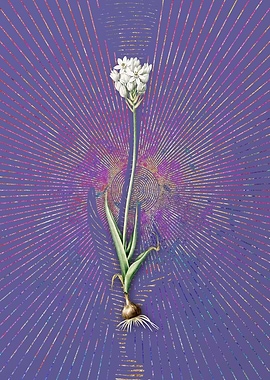 Vintage Chincherinchee