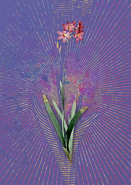 Vintage Corn Lily 2 Purple
