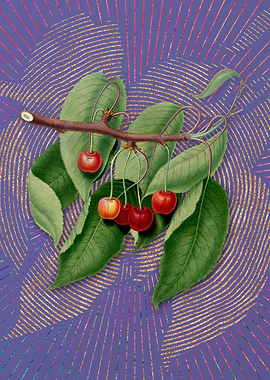 Vintage Cherry 6 Flora