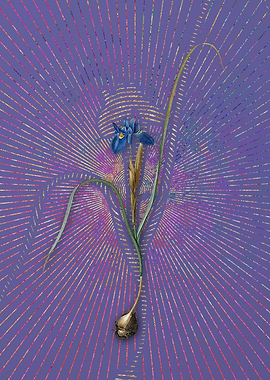 Vintage Barbary Nut Purple