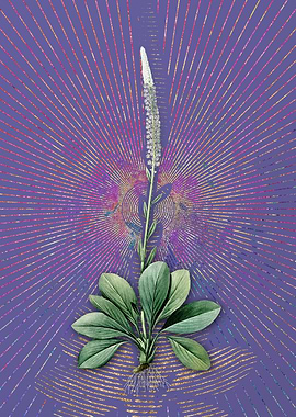 Vintage Blazing Star Art