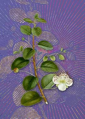 Vintage Caper Plant Purple