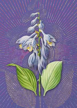 Vintage Blue Daylily Art