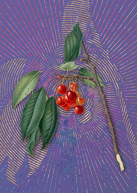 Vintage Cherry 4 Flora