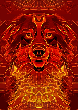 Australian Shepherd 1