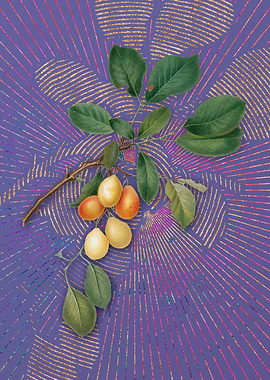 Vintage Cherry 7 Fruit