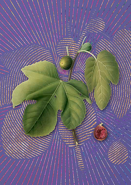 Vintage Briansole Figs