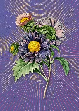 Vintage China Aster Purple