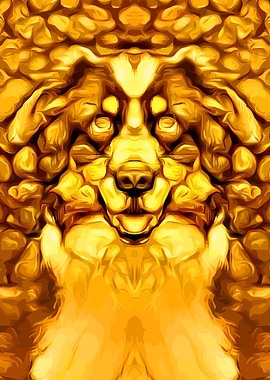 Australian Shepherd 5