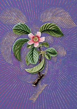 Vintage Chinese Quince