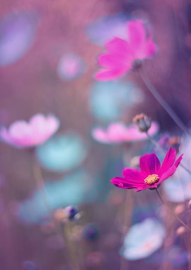 Pink flower summer garden